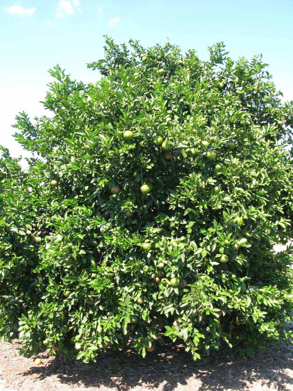            Habit (Winter Haven, FL)   